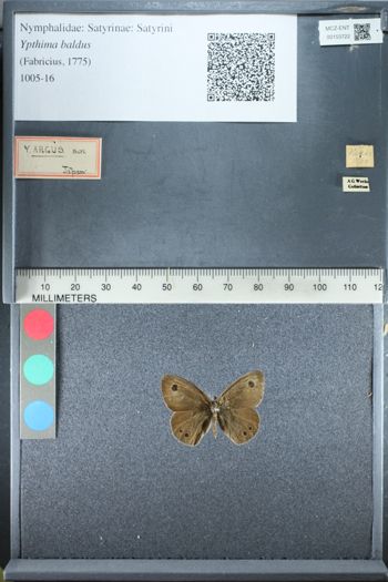 Media type: image;   Entomology 153722